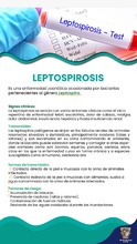 Letospirosis